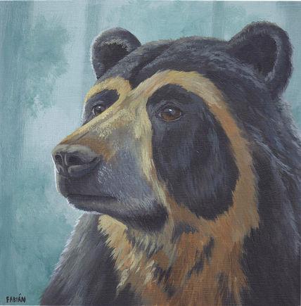 Oso de anteojos