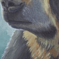 Oso de anteojos — detalle