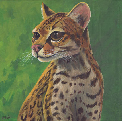 Margay