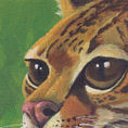 Margay — detalle