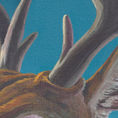 Venado de páramo — detalle