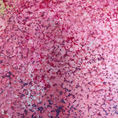 Cherry — frontal