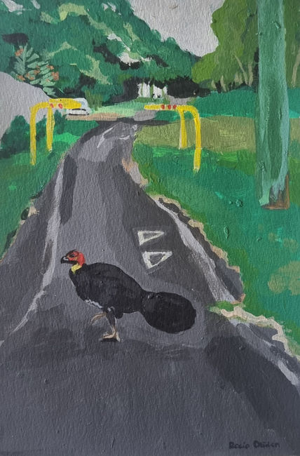 A bush turkey on...