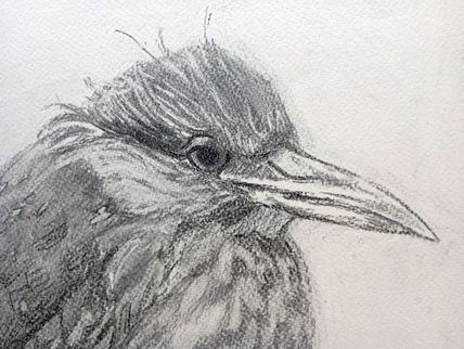 Huaco Juvenile Heron