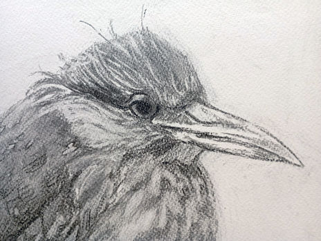 Huaco Juvenile Heron