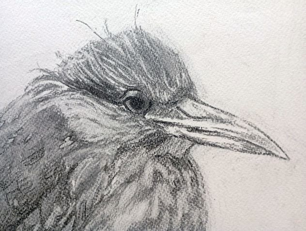 Huaco Juvenile Heron