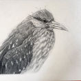 Huaco Juvenile Heron — front