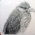 Huaco Juvenile Heron — front