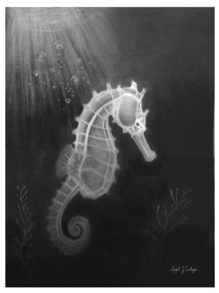 CaballIto de Mar...