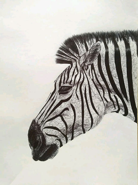 Zebra
