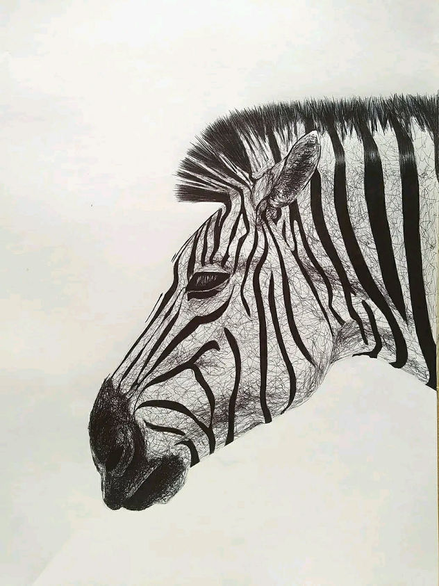 zebra