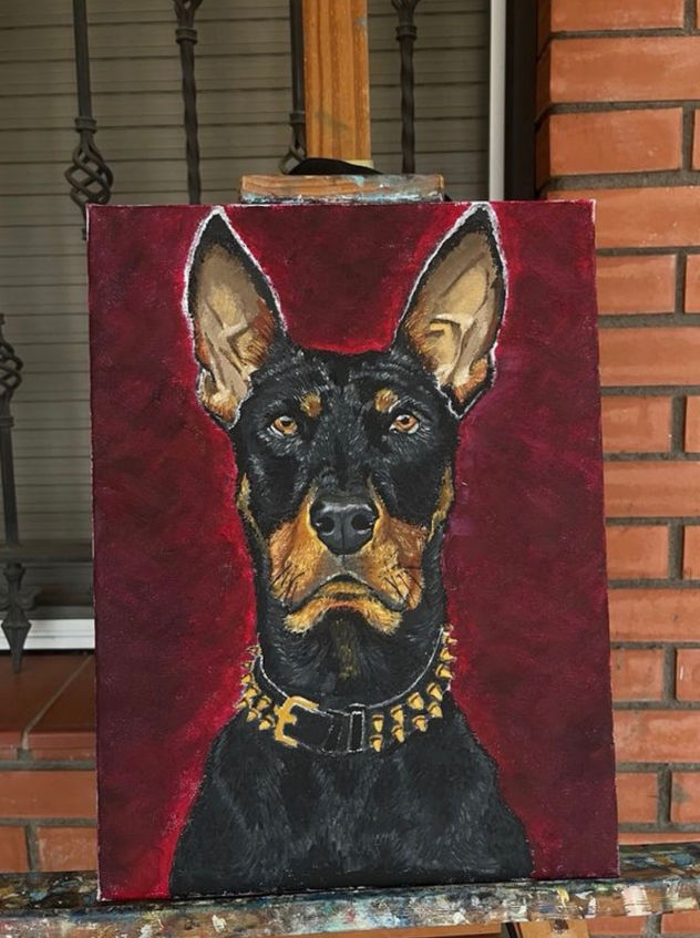 Heavy red Doberman