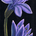 Florecimientos — detail