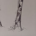 "GIRAFFE" | Anatomy of a giraffe — front