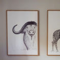 BUFFALO | Anatomy of a buffalo — front