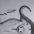 BUFFALO | Anatomy of a buffalo — front