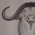 BUFFALO | Anatomy of a buffalo — front