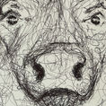 BUFFALO | Anatomy of a buffalo — front