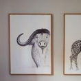 BUFFALO | Anatomy of a buffalo — front