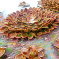 Emerged sprouts 10 — detail