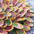 Emerged sprouts 10 — detail