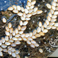 Brotes emergidos 7 — frontal