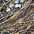 THE GOLDEN NEST — front