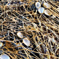 THE GOLDEN NEST — front