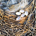 THE GOLDEN NEST — front