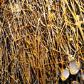 THE GOLDEN NEST — side