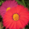 FLORES EN EL JARDÍN — detalle