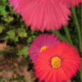 FLORES EN EL JARDÍN — detalle