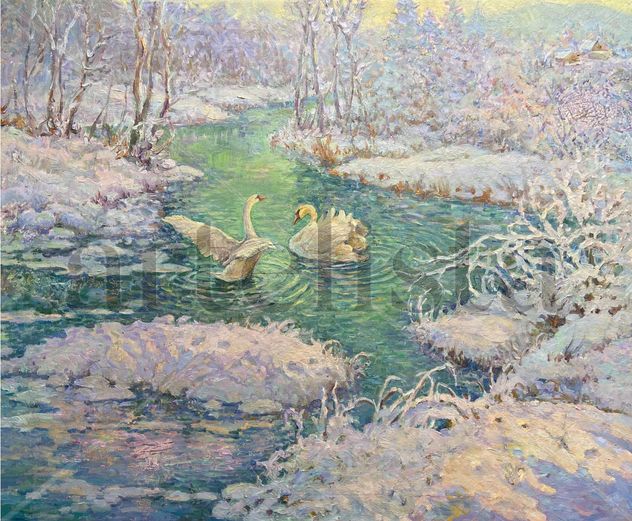 Historia de amor invernal: dos cisnes en invierno