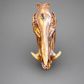 GOLDEN BOAR — frontal