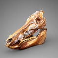GOLDEN BOAR — frontal
