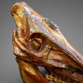 GOLDEN BOAR — frontal