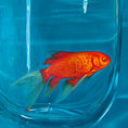 Like a goldfish — detail