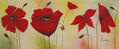 AMAPOLAS