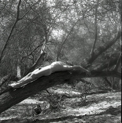 Dry Forest Series:...