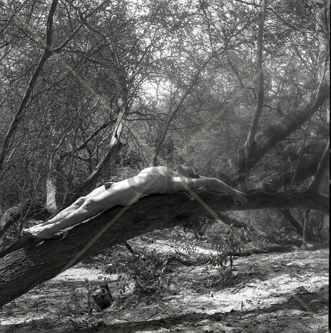 Dry Forest Series:...