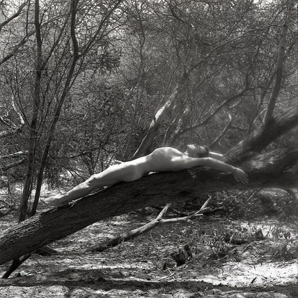 Dry Forest Series:...