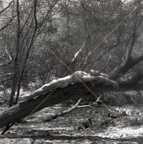 Dry Forest Series:...