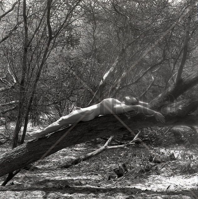 Dry Forest Series: Nude 3