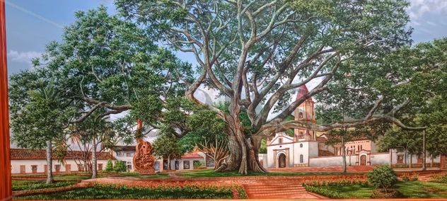 Majestuosidad Ancestral: La Ceiba de Gigante, Huila