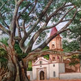 Majestuosidad Ancestral: La Ceiba de Gigante, Huila — frontal