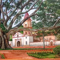 Majestuosidad Ancestral: La Ceiba de Gigante, Huila — frontal