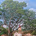 Majestuosidad Ancestral: La Ceiba de Gigante, Huila — frontal