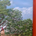 Majestuosidad Ancestral: La Ceiba de Gigante, Huila — frontal