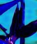 aves-paraiso-5