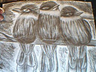 pajaros Charcoal